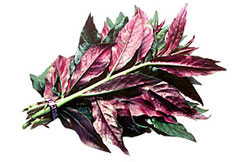 vegetable02