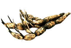 vegetable07